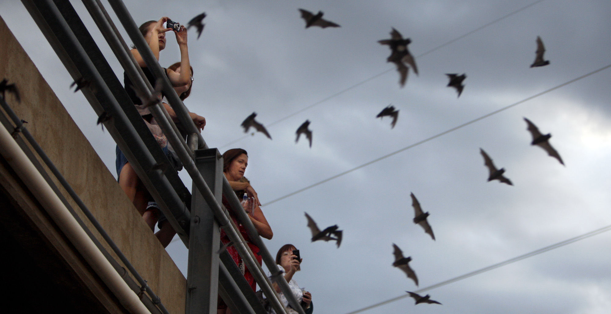 Bats take flight